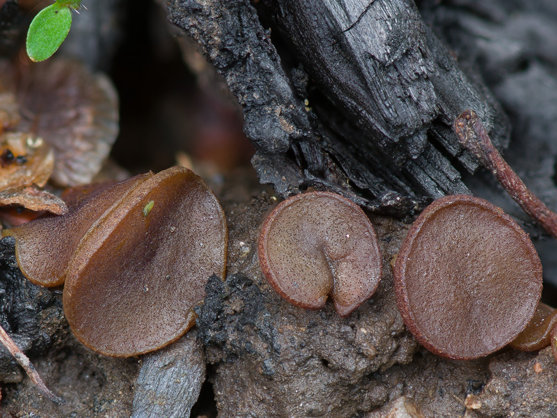 Ascobolus carbonarius